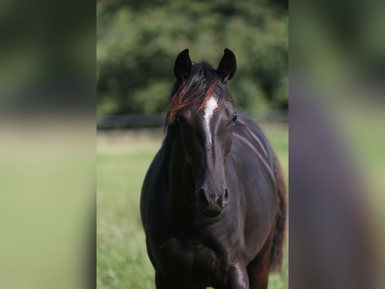 Hanoverian Mare 2 years 16,1 hh Black in Au in der Hallertau