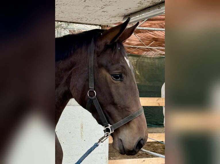 Hanoverian Mare 2 years 16,1 hh Black in Adelheidsdorf