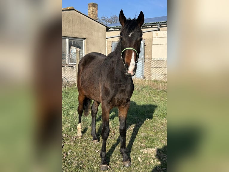 Hanoverian Mare 2 years 16.1 hh Brown in Mansfeld