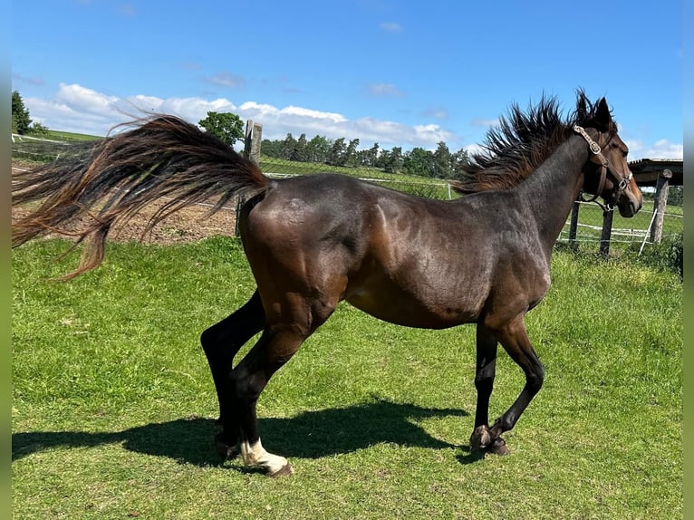Hanoverian Mare 2 years 16.1 hh Brown in Mansfeld