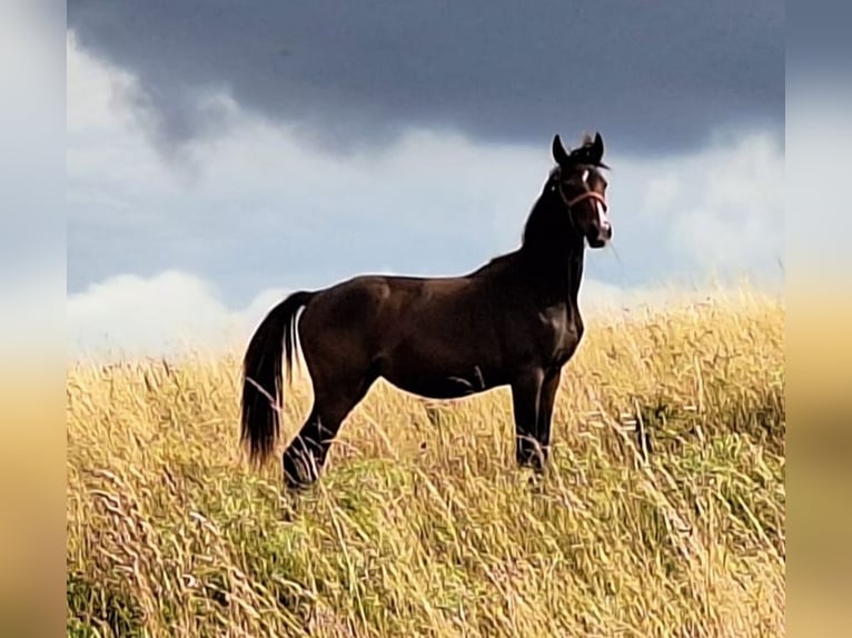 Hanoverian Mare 2 years 16.1 hh Brown in Mansfeld