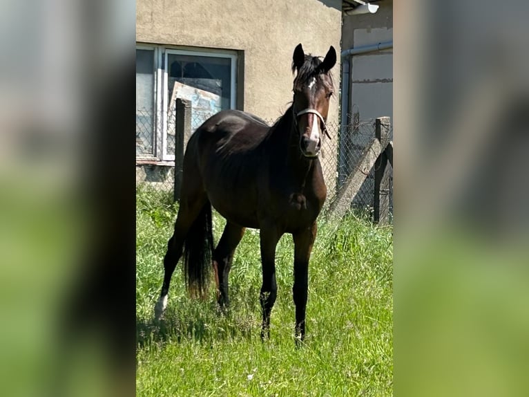 Hanoverian Mare 2 years 16.1 hh Brown in Mansfeld