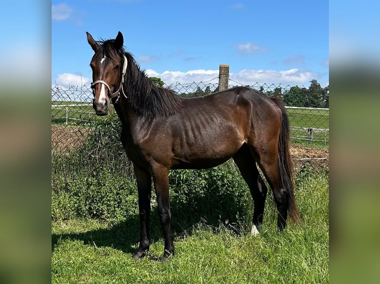 Hanoverian Mare 2 years 16.1 hh Brown in Mansfeld