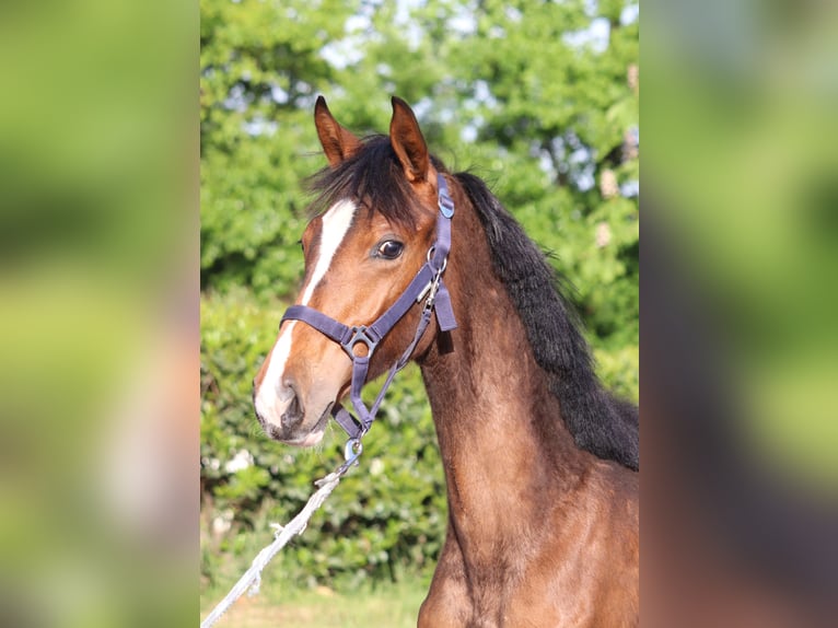 Hanoverian Mare 2 years 16.1 hh Brown in Selsingen