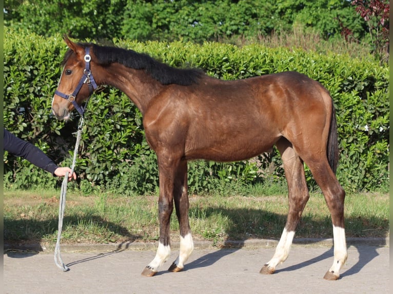 Hanoverian Mare 2 years 16.1 hh Brown in Selsingen