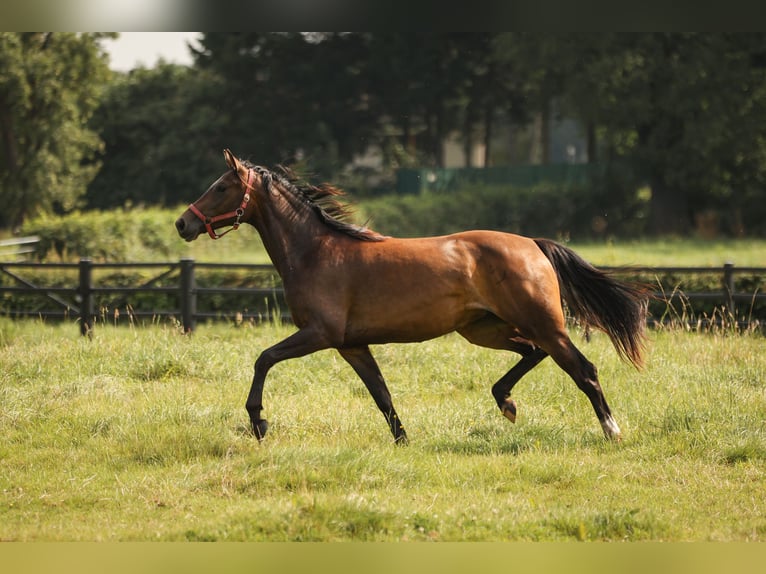 Hanoverian Mare 2 years 16,1 hh Brown in Moers