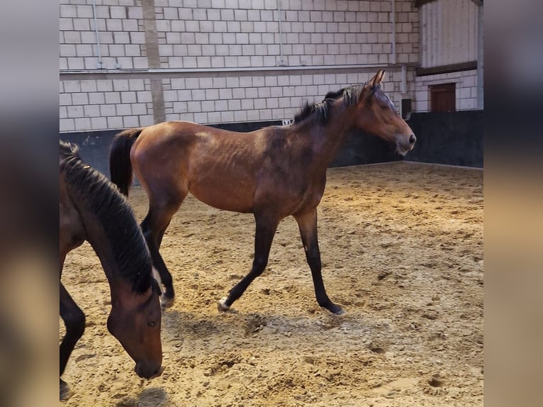 Hanoverian Mare 2 years 16,1 hh Brown in Moers