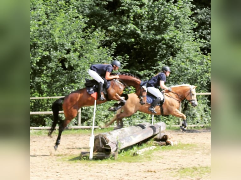 Hanoverian Mare 2 years 16,1 hh Brown in Münchhausen