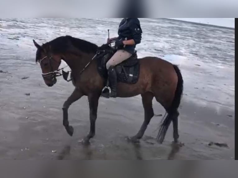 Hanoverian Mare 2 years 16,1 hh Brown in Münchhausen