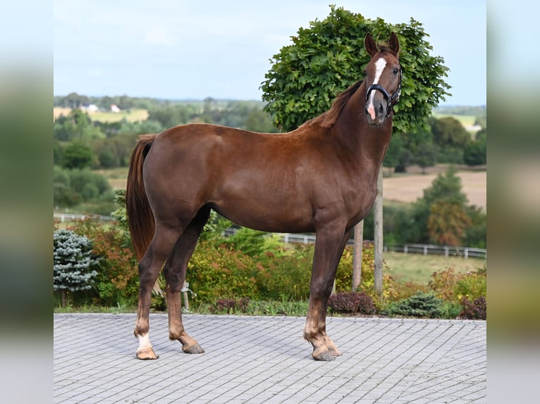 Hanoverian Mare 2 years 16,1 hh Chestnut-Red in Wysin