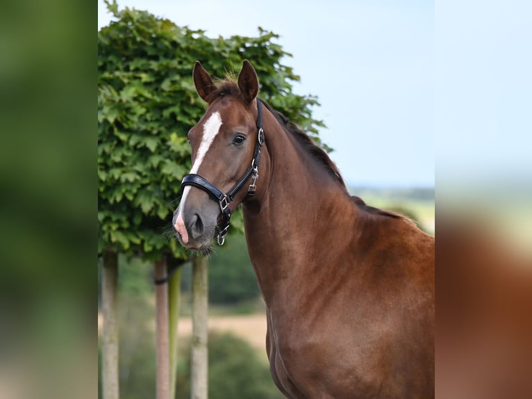 Hanoverian Mare 2 years 16,1 hh Chestnut-Red in Wysin