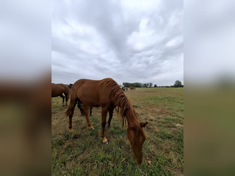 Hanoverian Mare 2 years 16,1 hh Chestnut-Red in Lutherstadt Wittenberg