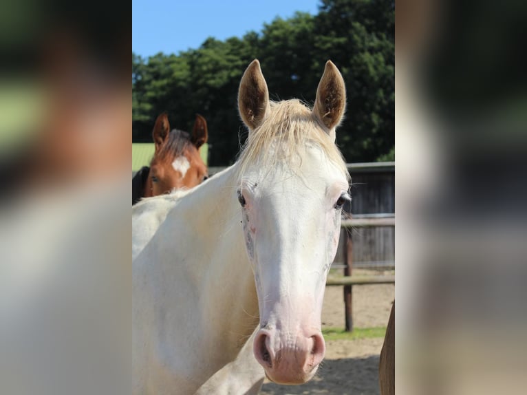 Hanoverian Mare 2 years 16,1 hh in Hamersen