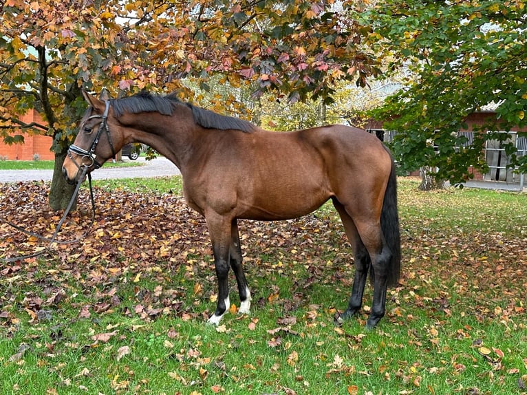 Hanoverian Mare 2 years 16,1 hh in Winsen (Luhe)