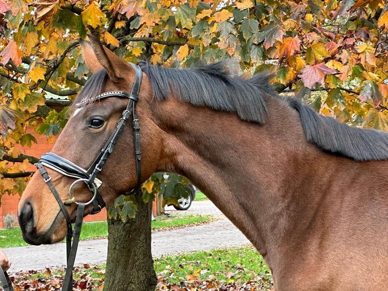 Hanoverian Mare 2 years 16,1 hh in Winsen (Luhe)