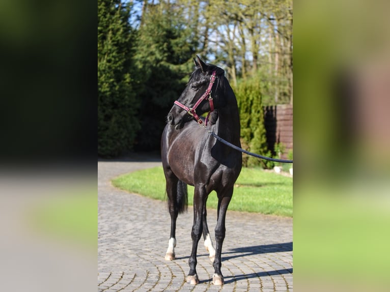 Hanoverian Mare 2 years 16,2 hh Black in Chwarstnica