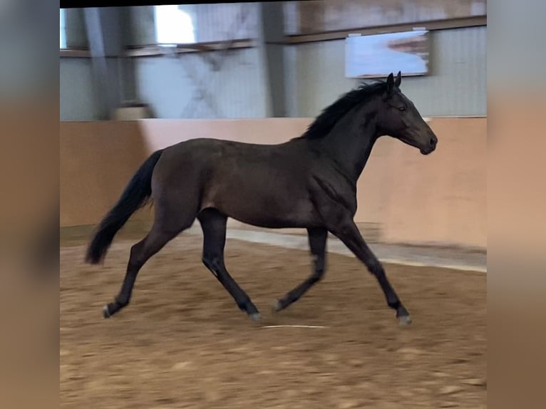 Hanoverian Mare 2 years 16,2 hh Black in Achim