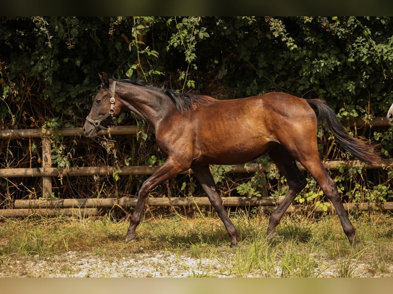 Hanoverian Mare 2 years 16,2 hh Black in Moers