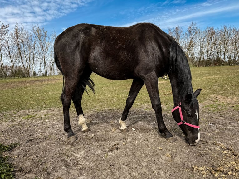 Hanoverian Mare 2 years 16.2 hh Black in Morsko