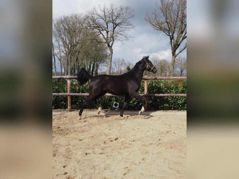 Hanoverian Mix Mare 2 years 16,2 hh Black in Uelsen