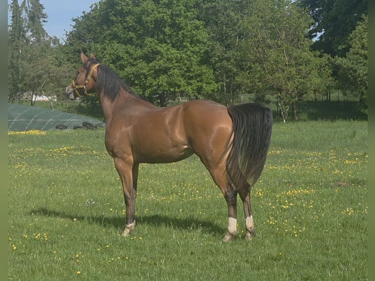 Hanoverian Mare 2 years 16.2 hh Brown in Uplengen