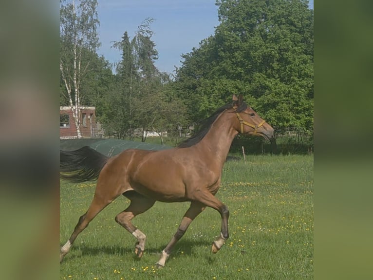 Hanoverian Mare 2 years 16.2 hh Brown in Uplengen