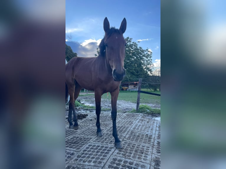 Hanoverian Mare 2 years 16,2 hh Brown in Mönchengladbach