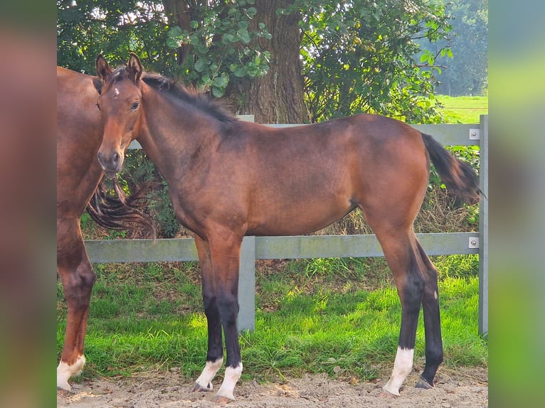 Hanoverian Mare 2 years 16,2 hh Brown in Ochtersum