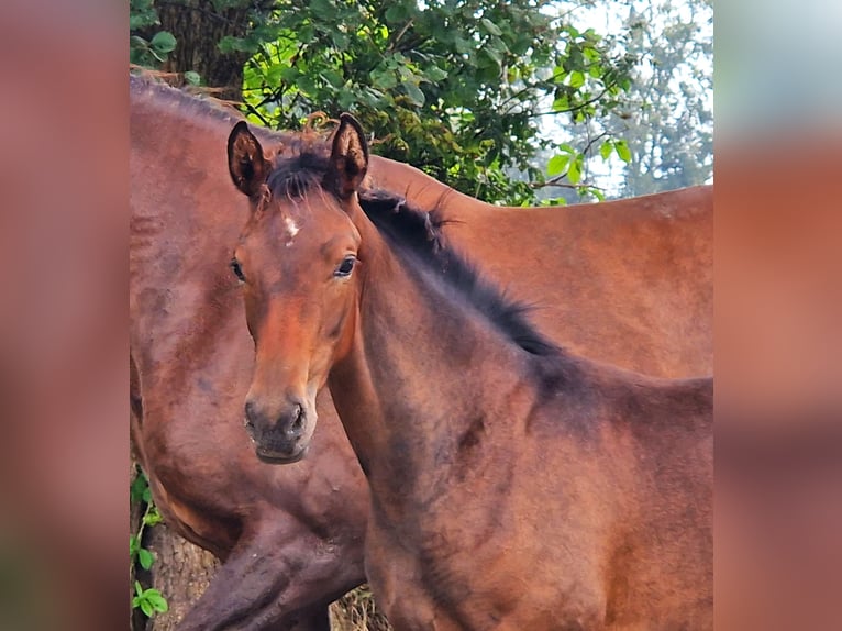 Hanoverian Mare 2 years 16,2 hh Brown in Ochtersum