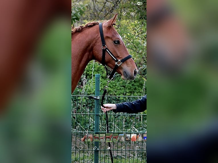 Hanoverian Mare 2 years 16.2 hh Chestnut in Eydelstedt