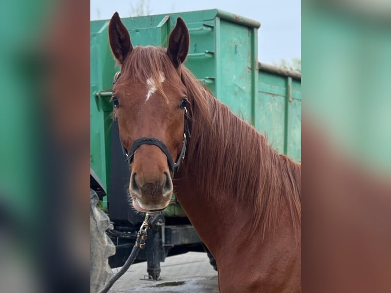 Hanoverian Mare 2 years 16.2 hh Chestnut-Red in Hilden