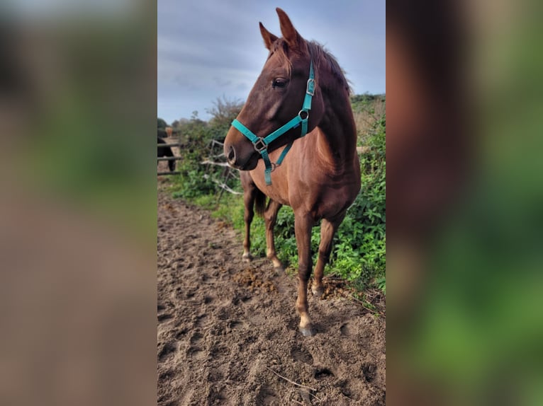 Hanoverian Mare 2 years 16,2 hh Chestnut in Moers