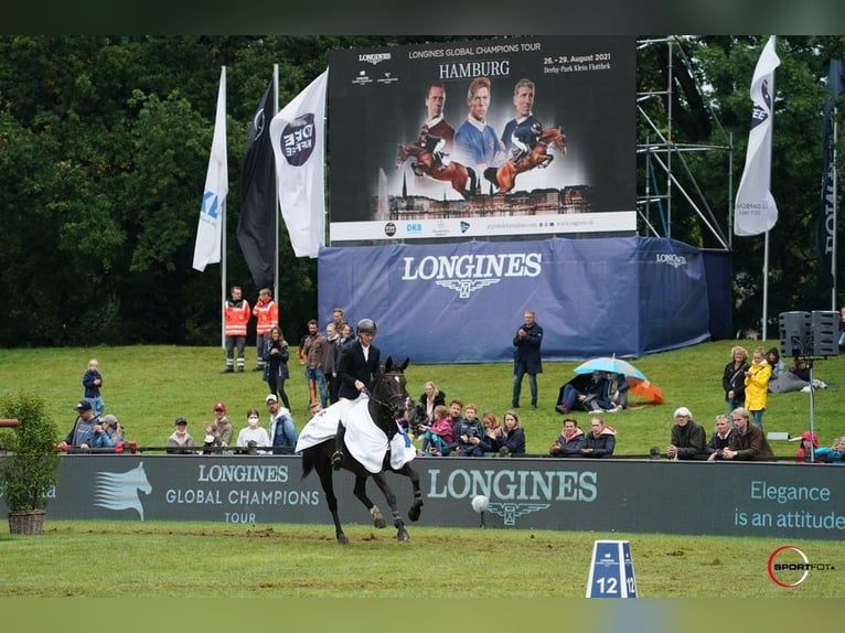 Hanoverian Mare 2 years 16,2 hh Gray-Dapple in Wagenfeld