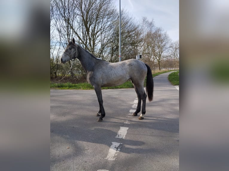 Hanoverian Mare 2 years 16,2 hh Gray in Ihlow