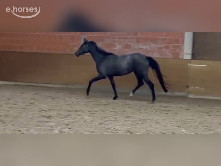 Hanoverian Mare 2 years 16.2 hh Grey in Langwedel