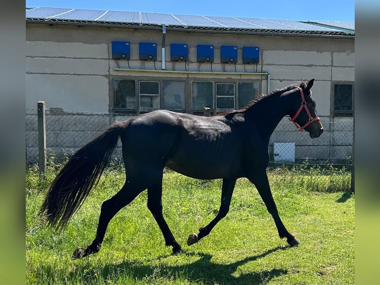 Hanoverian Mare 2 years 16.2 hh Smoky-Black in Mansfeld