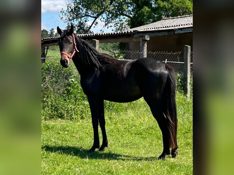 Hanoverian Mare 2 years 16.2 hh Smoky-Black in Mansfeld