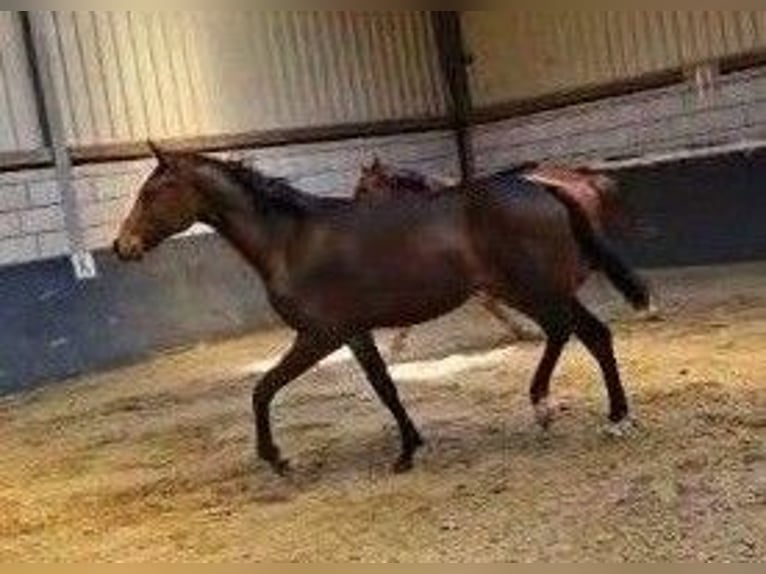 Hanoverian Mare 2 years 16,2 hh Smoky-Black in Moers