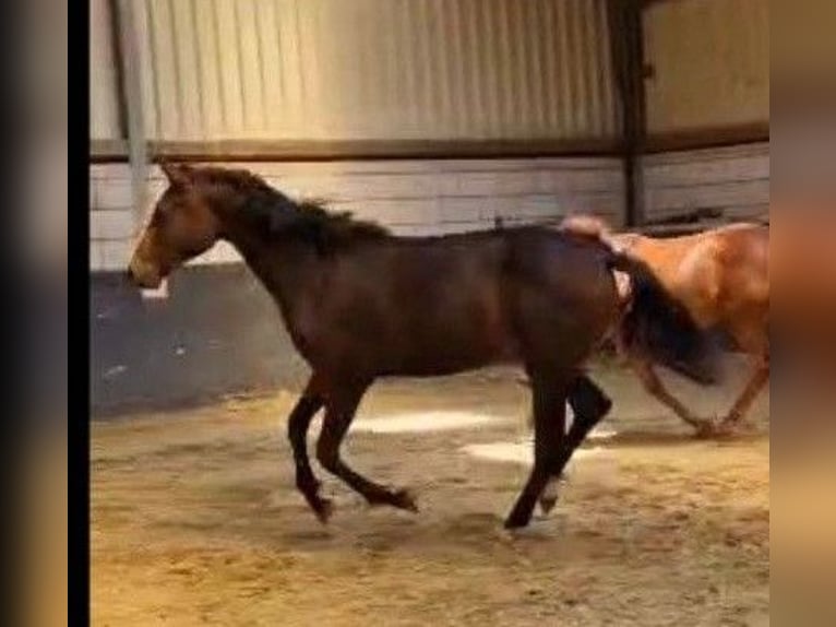 Hanoverian Mare 2 years 16,2 hh Smoky-Black in Moers