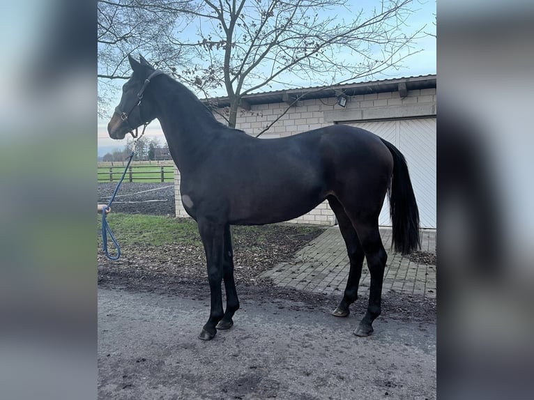 Hanoverian Mare 2 years 16,3 hh Brown in Wagenfeld