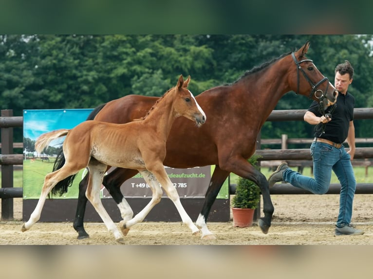 Hanoverian Mare 2 years 16,3 hh Chestnut-Red in Moers