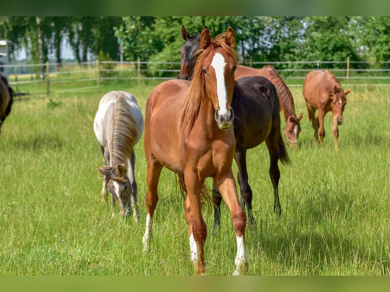 Hanoverian Mare 2 years 16,3 hh in Langenau