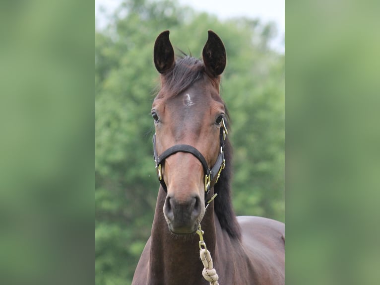 Hanoverian Mare 2 years 16 hh Bay-Dark in Uetze