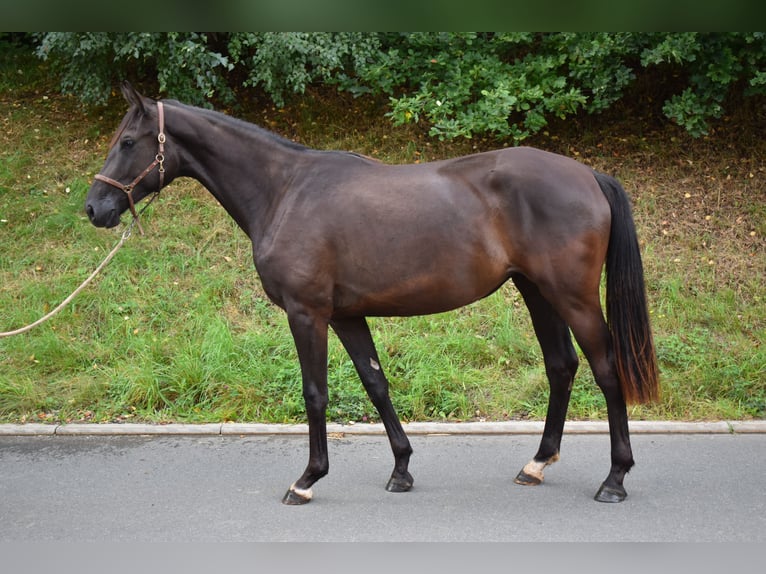 Hanoverian Mare 2 years 16 hh Black in Hummeltal