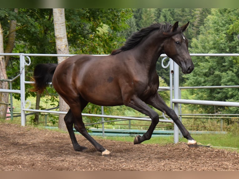 Hanoverian Mare 2 years 16 hh Black in Hummeltal