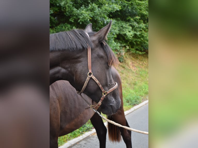 Hanoverian Mare 2 years 16 hh Black in Hummeltal