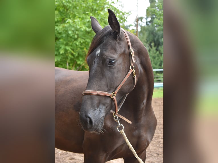 Hanoverian Mare 2 years 16 hh Black in Hummeltal