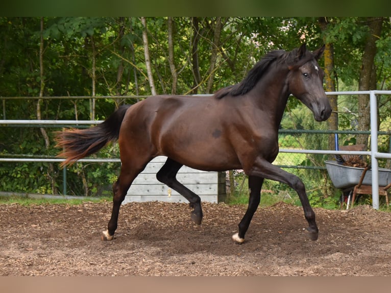 Hanoverian Mare 2 years 16 hh Black in Hummeltal
