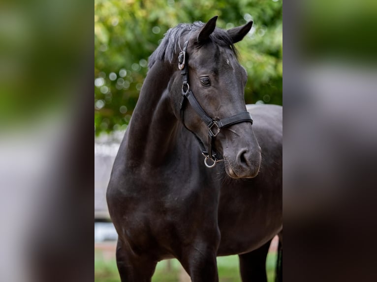 Hanoverian Mare 2 years 16 hh Black in Merkelbeek