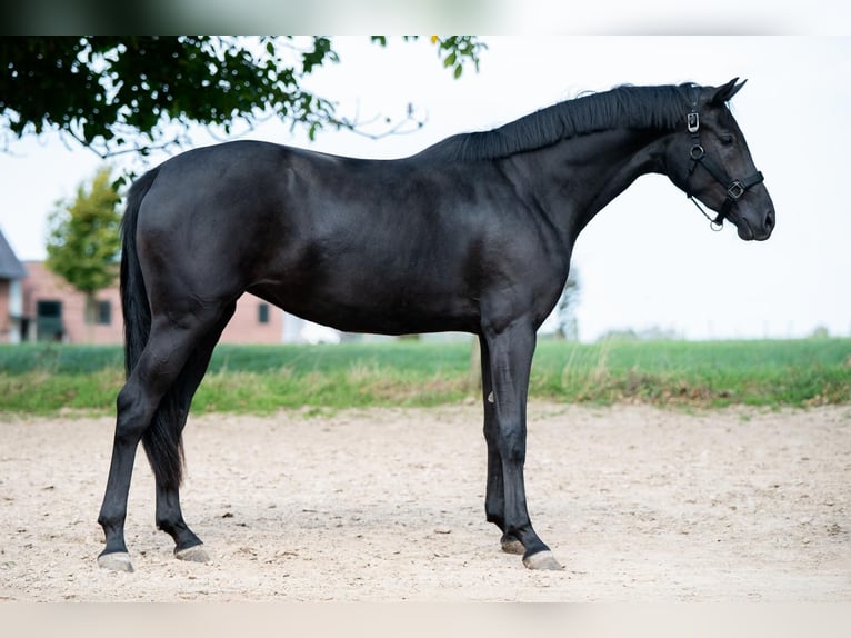 Hanoverian Mare 2 years 16 hh Black in Merkelbeek